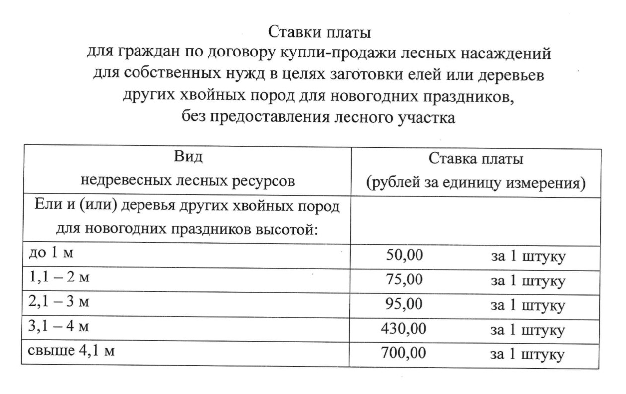 Псковские чиновники установили стоимость новогодних елок для собственных нужд